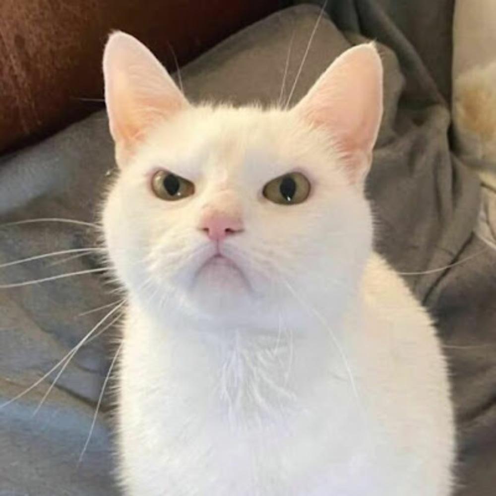 Meet your Posher, Kỳ uyên